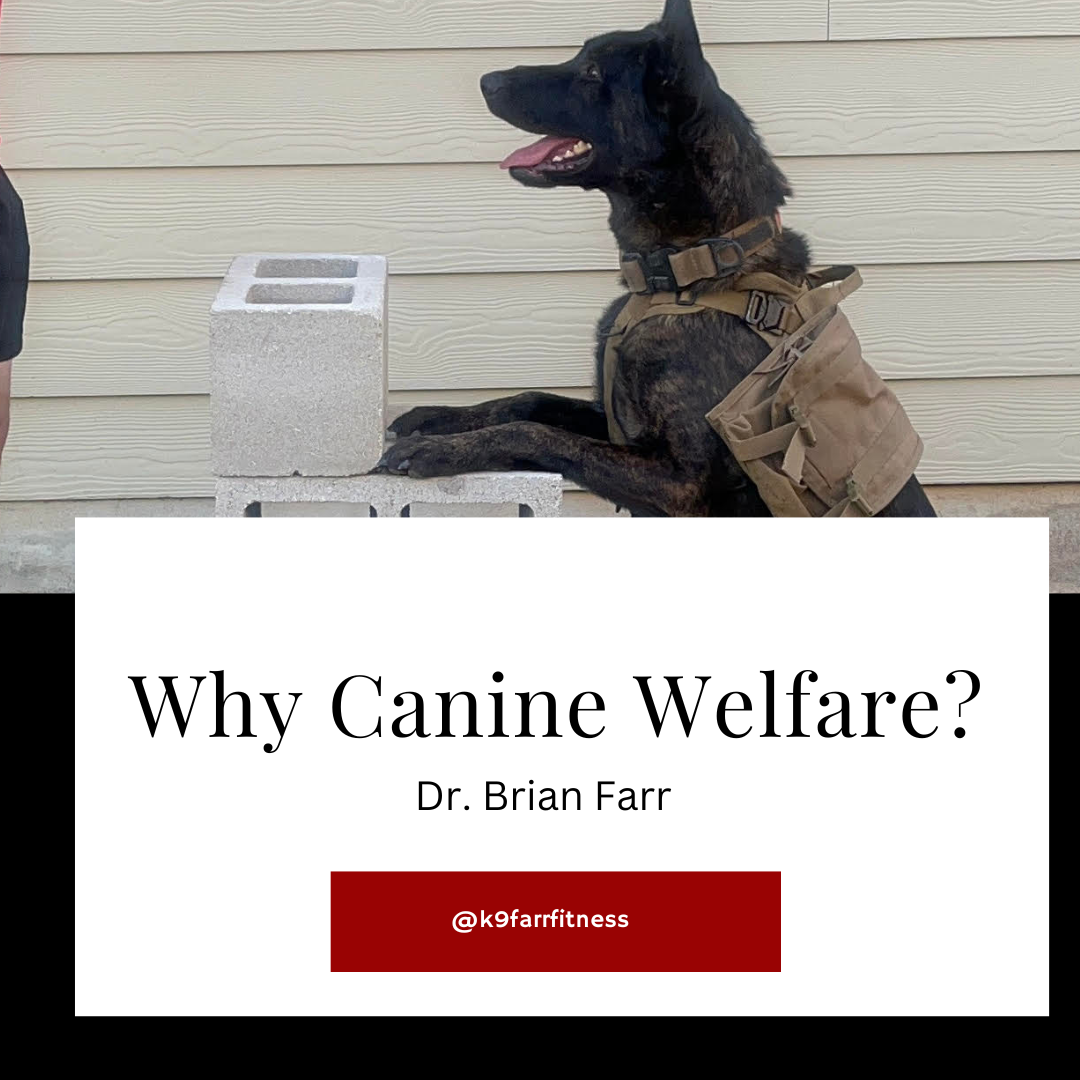 Why Canine Welfare?