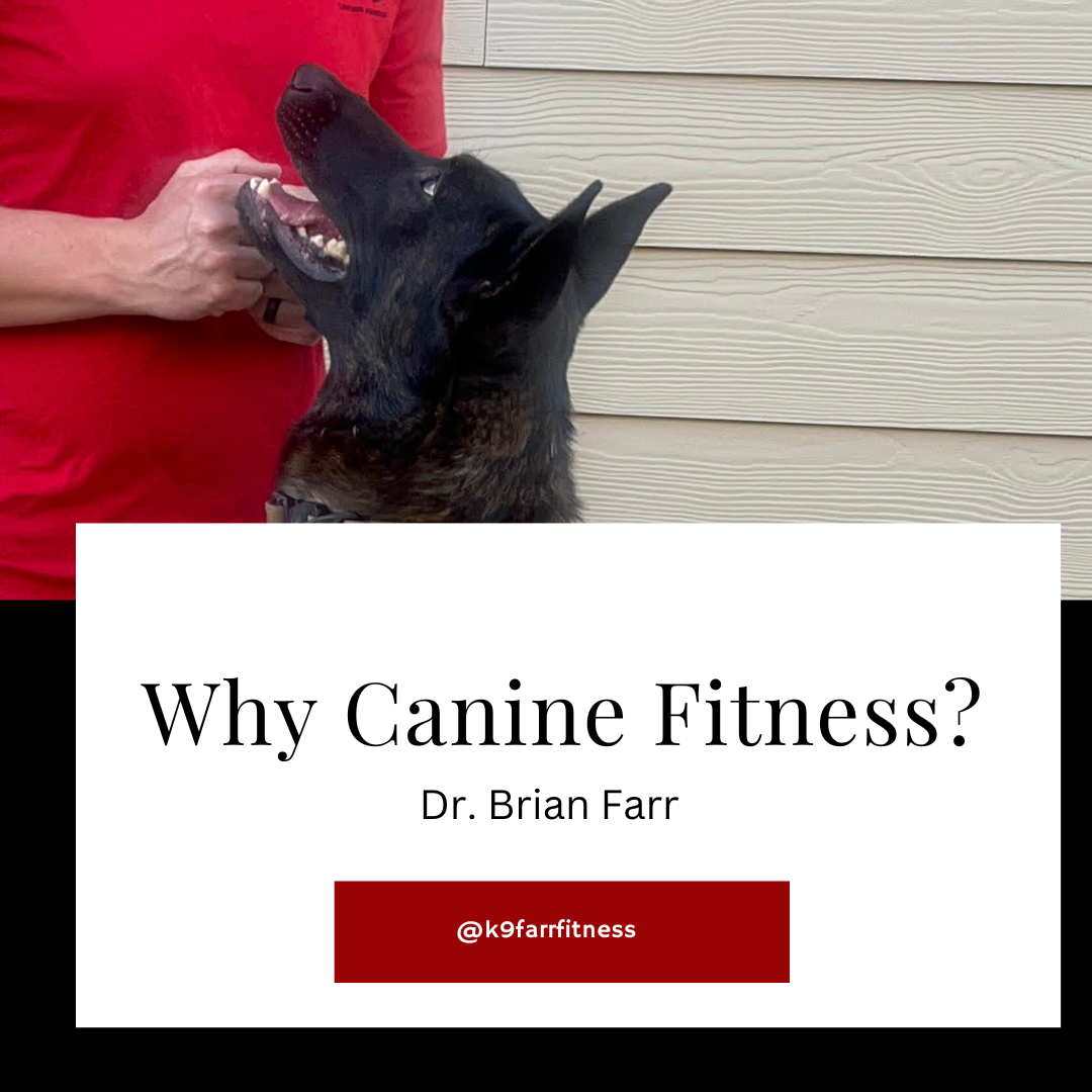 Why Canine Fitness?